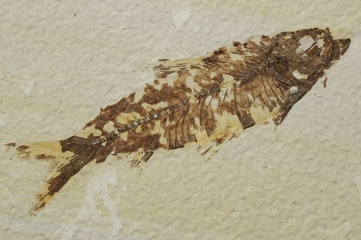Fossil Fish (Knightia) - Green River Formation #237219